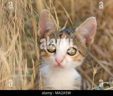 Süße neugierige Katze Kätzchen, gepatcht Tabby und weißen Fell, unter verdorrten Gras sitzen, eine Nahaufnahme Porträt mit schönen großen Augen, Griechenland, Europa Stockfoto