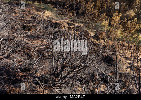 Gorse Hang fire Swansea Glamorgan Wales Stockfoto