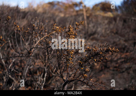 Gorse Hang fire Swansea Glamorgan Wales Stockfoto