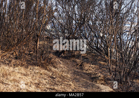 Gorse Hang fire Swansea Glamorgan Wales Stockfoto