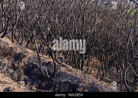 Gorse Hang fire Swansea Glamorgan Wales Stockfoto