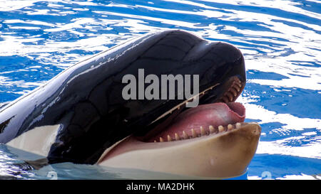 Orca, Killer Whale, Gesicht der Orca, große Zunge Stockfoto