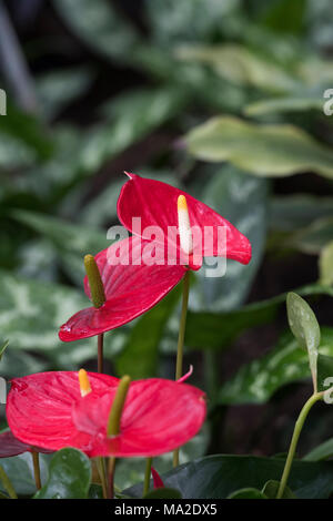 Anthurium Blumen. Tropische Blume. Flamingo Blume. Tailflower im Gewächshaus an der RHS Wisley Gardens, Surrey, Großbritannien. Stockfoto