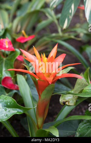 Chlorophytum orchidastrum' Grün Orange'. Spider Pflanzen im Gewächshaus an der RHS Wisley Gardens, Surrey, Großbritannien Stockfoto