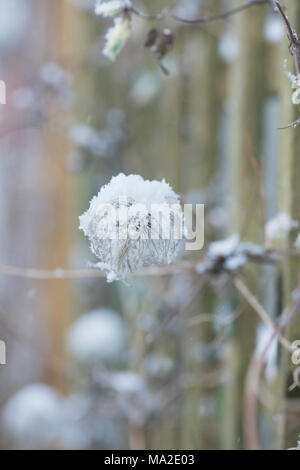 Clematis macropetala 'Lagune' Blumen Samen Kopf im Schnee im März. Großbritannien Stockfoto