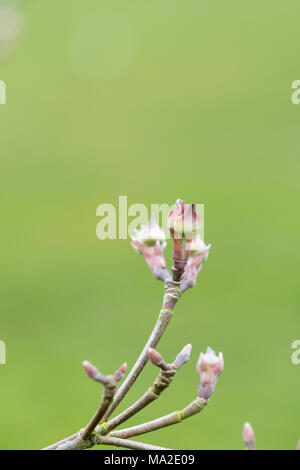 Cornus x elwinortonii 'Venus'. Hartriegelbaum Blütenknospen im März. Großbritannien Stockfoto