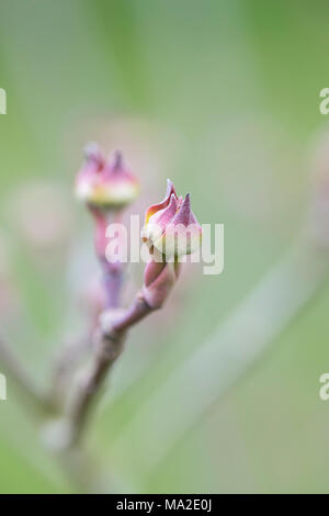 Cornus x elwinortonii 'Venus'. Hartriegelbaum Blütenknospen im März. Großbritannien Stockfoto