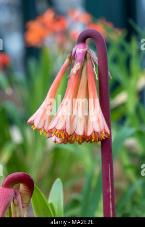 Cyrtanthus falcatus. Falcate Feuer Lily in der Alpine House an der RHS Wisley Gardens, Surrey, Großbritannien Stockfoto