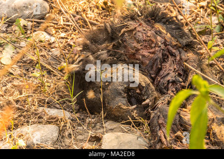 Hund Schlachtkörper verrotten in der Sonne auf der Außenbeleuchtung. toten Hund an den Ufern des heiligen Fluss Ganges in Indien. Stockfoto