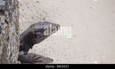 Lizard schaut aus seinem Loch, grau Lacerta Stockfoto