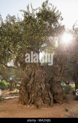 Ein Olivenbaum im Garten Getsemani, Jerusalem, Israel Stockfoto