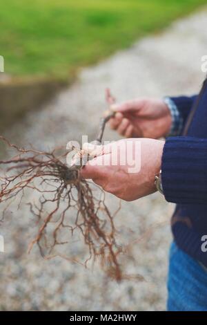 Reben wurzeln, Genfer See, Schweiz Stockfoto