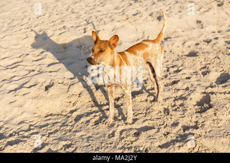 Hund am Strand von Hua Hin in Thailand Stockfoto