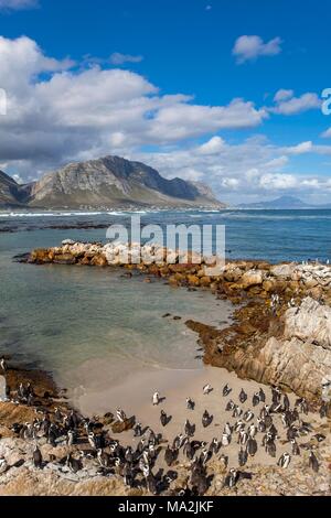 Pinguine am Kap (Betty's Bay, Südafrika) Stockfoto