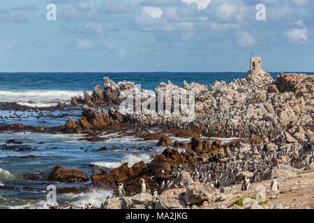 Pinguine am Kap (Betty's Bay, Südafrika) Stockfoto