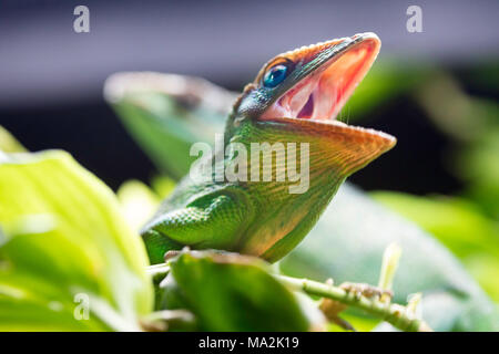 Der Ritter, anole Anolis equestris, ist eine Pflanzenart aus der Gattung der Eidechse in der Polychrotidae Familie, und die größte Art der anole. Weitere Namen gehören C Stockfoto