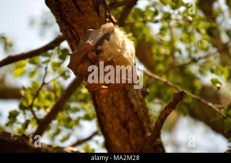 Wahlberg ist Epauletted (Epomophorus wahlbergi) Stockfoto