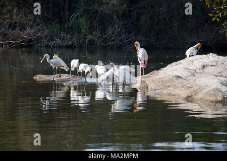 Painted Stork & Eurasischer Löffler alle besetzt Fütterung & Pflege selbst bei Ranganathitu Vogelschutzgebiet. Stockfoto