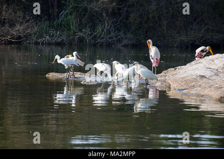 Painted Stork & Eurasischer Löffler alle besetzt Fütterung & Pflege selbst bei Ranganathitu Vogelschutzgebiet. Stockfoto