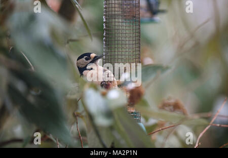 Buntspecht Vogel auf einen Garten Mutter des Schrägförderers in Großbritannien England. Stockfoto