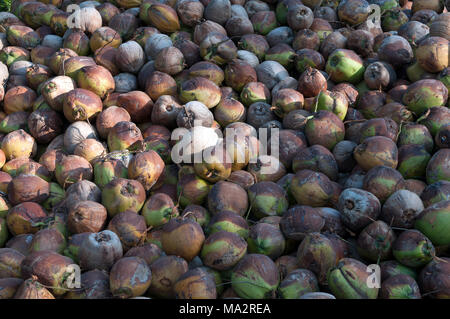 Thailand - Koh Samui - Harverst der Kokosnuss (Cocos nucifera) Stockfoto