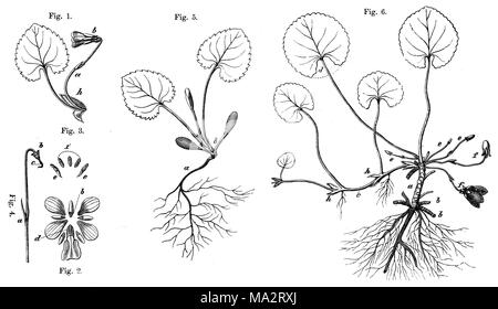Violett Violett; Holz; sweet Violet, Englisch violett, Violett Stockfoto