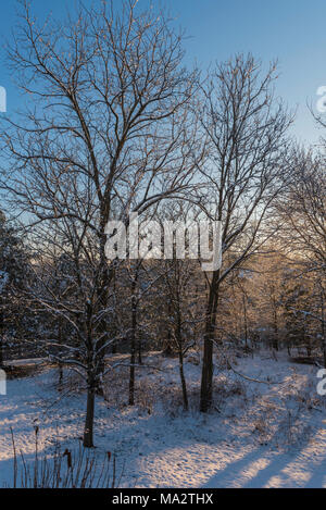 Sonnenaufgang über den Winter Wald mit Schnee auf dem Boden und glitzernden Bäumen Stockfoto