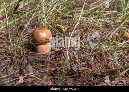 Single essbare Pilze Steinpilze wachsen in der sonnigen Wald rasen unter trockenem Laub und kleine Äste. Selektive konzentrieren. Stockfoto