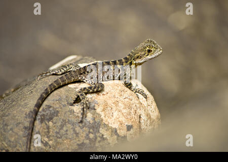 Detail der Australian Water Dragon in der Natur.In Australien. Stockfoto