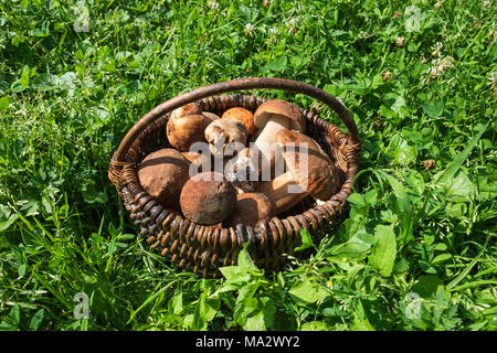 Frische Pilze (Boletus edulis) im Weidenkorb auf grünem Gras Hintergrund. Gute Ernte. Stockfoto