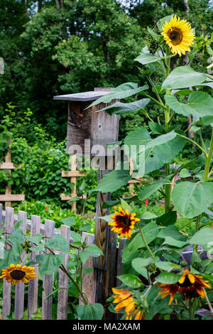 Vogelhaus und Sonnenblumen in einen Garten. Stockfoto