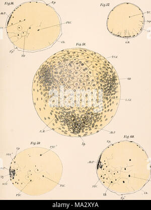 . Der embryologie und Metamorphose des Macroura Stockfoto