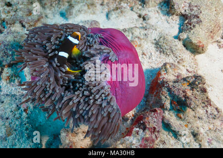 Clownfisch und anderen Anemonenfischen, versteckt in einem rosa Seeanemone Stockfoto