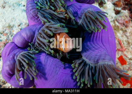 Clownfisch, Anemonenfischen, versteckt in riesigen fluoreszierenden lila Seeanemone, Cnidaria gigantea Stockfoto