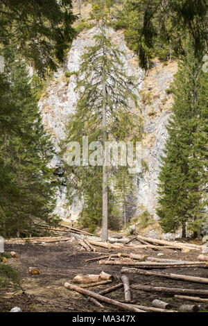 Gesägt lange Kiefer in verschiedenen Größen liegt auf einem Boden. Stockfoto