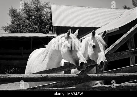 Ein schwarz-weiß Bild von zwei weißen, arabische Pferde vor einem rustikalen Scheune stehen. Stockfoto