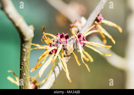 Eine Nahaufnahme der Blüten der Zaubernuss (Hamamelis'S unburst' × intermedia unburst') Stockfoto