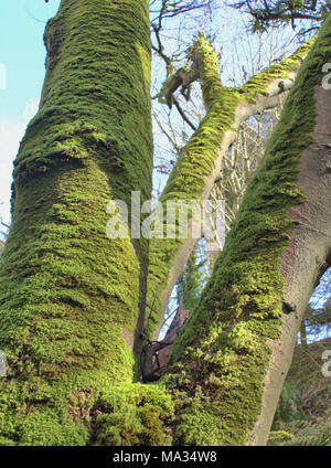 Moos bedeckt Stamm der Buche Fagus sylvatica im frühen Frühjahr Stockfoto