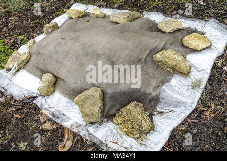 Die Abdeckung empfindlicher Pflanzen auf Gestein ist vor Winterfrostdecken geschützt Stockfoto