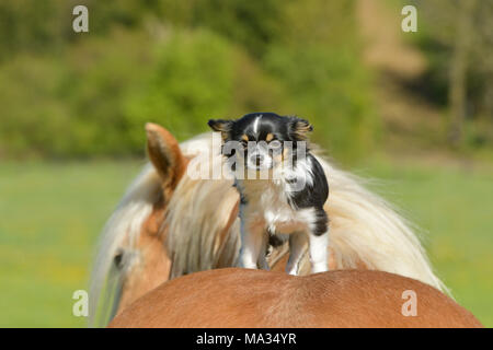 Chihuahua Hund sitzt auf einem Haflinger Stockfoto