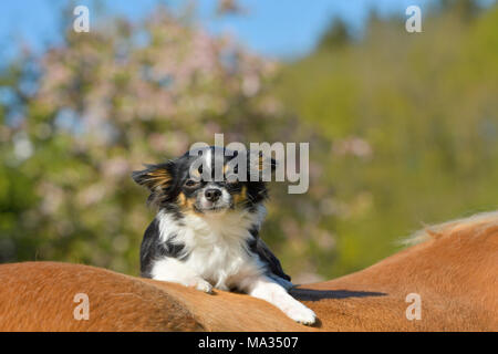 Chihuahua Hund sitzt auf einem Haflinger Stockfoto