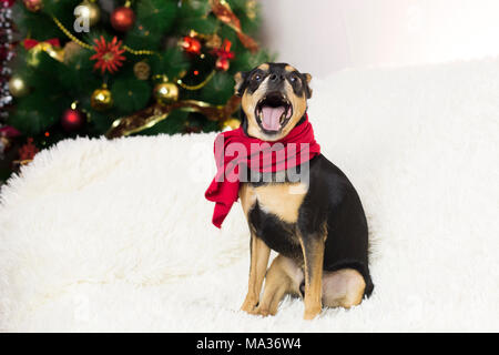 Hund, Terrier in einem Anzug sitzt auf einem Sofa auf dem Hintergrund eines neuen Jahres Baum Stockfoto
