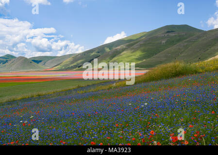 Blick auf die Blumenfelder, Piana Grande, Castelluccio Di Norcia, Umbrien, Italien. Stockfoto