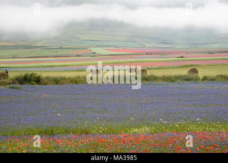 Sonnenaufgang in Castelluccio Di Norcia mit Nebel in der Hochebene, Umbrien, Italien Stockfoto