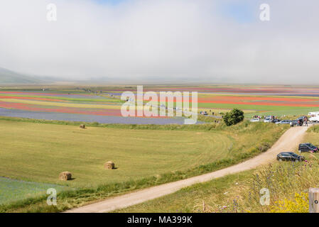 Blick auf Piana Grande Valley bei Sonnenaufgang mit der Touristen und bunten Blumenwiesen von Nebel umgeben, Castelluccio Di Norcia, Umbrien, Italien. Stockfoto