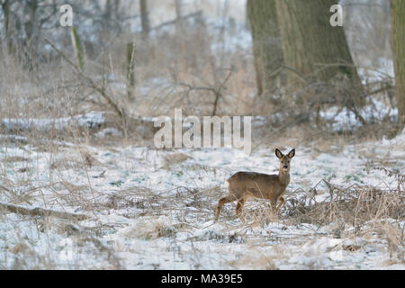 Rehe/Reh (Capreolus capreolus), männlich, Buck im Winter, in der typischen Umgebung, aufmerksam beobachten, Wildlife, Europa. Stockfoto