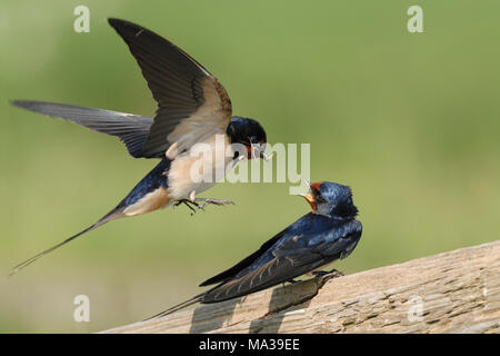 Rauchschwalben/Rauchschwalbes (Hirundo rustica), Paar, Paar, auf einem hölzernen Zaun gehockt, umwerben, Präsentation von Nestmaterial, Europa. Stockfoto