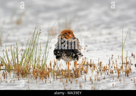 Ruff/Kampflaeufer (Philomachus pugnax) während der Migration, im flachen Wasser ausruht, bereits in seiner Zucht Kleid, Wildlife, Europa. Stockfoto