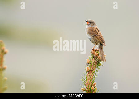 Heckenbraunelle Dunnock/(Phasianus colchicus), Songbird, auf einem Nadelbaum gehockt, Singen im Frühling, umwerben, Europa. Stockfoto