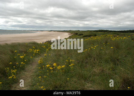 Die Druridge Bay Gegend von Northumberland zeigt den großartigen Schwung der Bucht und wilde Blumen auf den Dünen Stockfoto